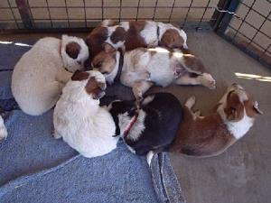 QueenslandHeelerPuppies